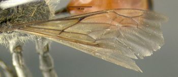 Media type: image;   Entomology 602881 Aspect: front wing